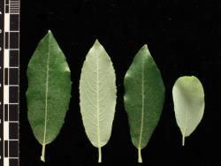 Salix basaltica. Leaves showing both surfaces.
 Image: D. Glenny © Landcare Research 2020 CC BY 4.0